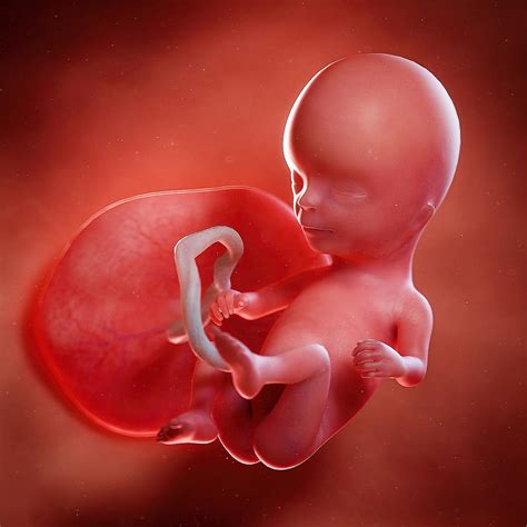 Fetal Development Gallery: See How Your Baby Grows From Pregnancy Week 4 to 40! | Fetal ...