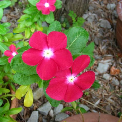 Mixed Vinca Seeds, Flower Seeds#185 – Mays Garden Seed