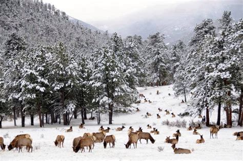 Elk in Winter | Grand lake colorado, Rocky mountain national park ...