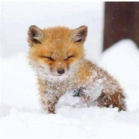 Baby fox in snow. : r/Eyebleach