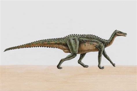 Thescelosaurus Pictures & Facts - The Dinosaur Database