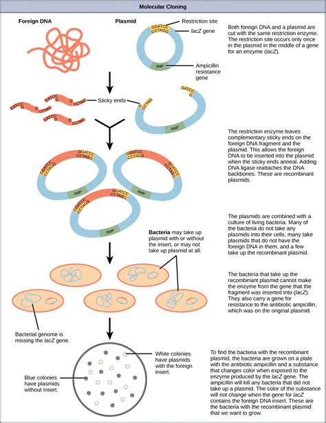 Cloning and Genetic Engineering | OpenStax: Concepts of Biology