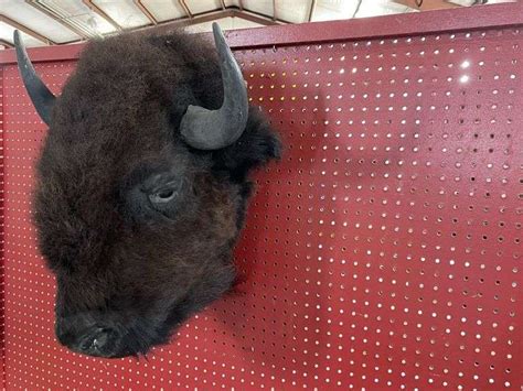 Buffalo Head Mount - Assiter Auctioneers