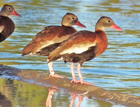 Houston in Pics: Black-bellied whistling ducks at Hermann Park