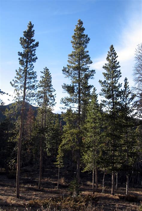 Rocky Mountain Bushcraft: Rocky Mountain Tree Identification: Lodgepole Pine Tree