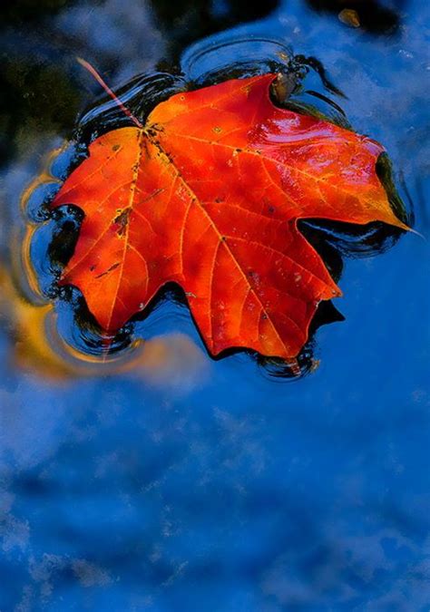 "Maple Leaf Art" | Fall colors, Autumn leaves, Leaf art