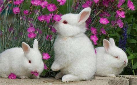 Rabbit Wallpapers - Top Free Rabbit Backgrounds - WallpaperAccess