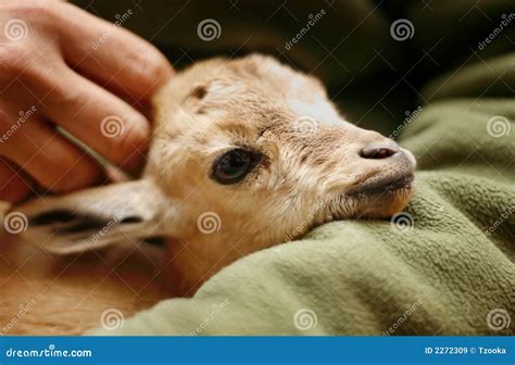 Nubian Ibex kid stock image. Image of animal, goat, hand - 2272309