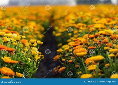 Multicolor Seasonal Flowers in Farm Stock Photo - Image of farming, farmland: 143042012