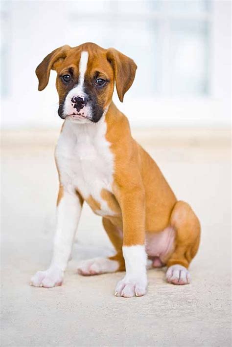 Boxer Dog Names: Popular Male & Female Boxer Names | Boxer dog names, Boxer dogs, Boxer dog breed