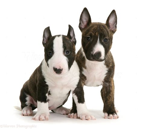 Dogs: Miniature English Bull Terrier pups photo - WP15200