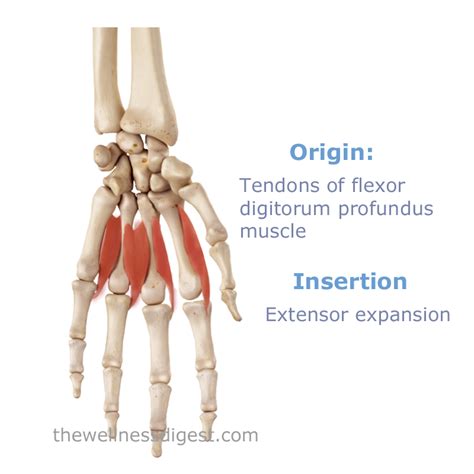 Lumbricals And Interossei Of Hand