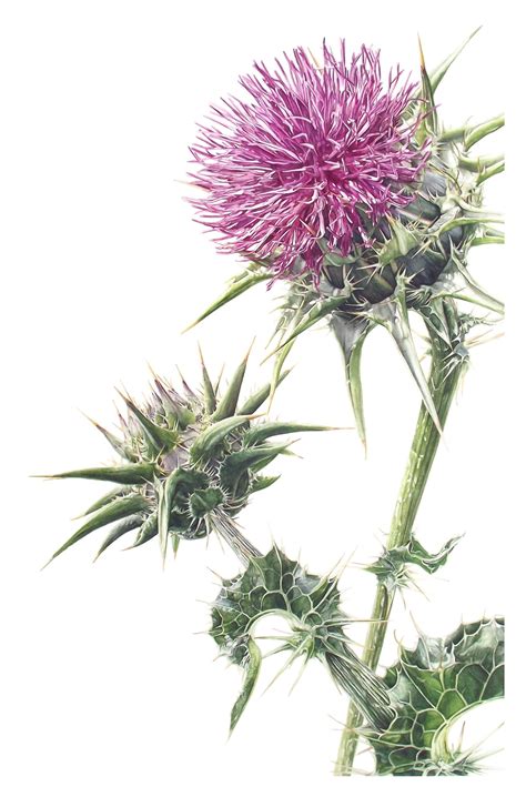 'Milk Thistle' watercolour | Thistle painting, Botanical painting, Flowers