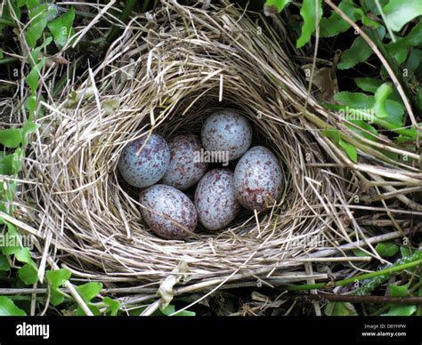 sparrow bird nest eggs spring speckled Stock Photo - Alamy