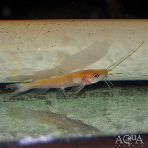 Albino Asian Redtail Catfish (Hemibagrus wyckioides) - Aqua Imports