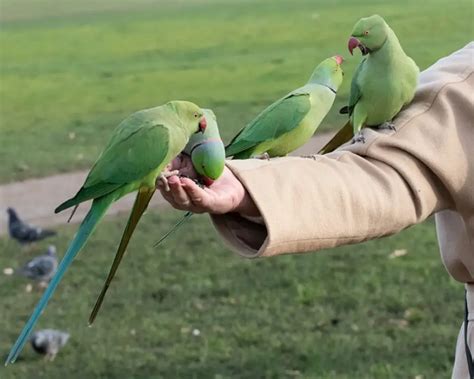 How to Hold a Parakeet for the First Time | Easy Steps to Tame Parakeet ...