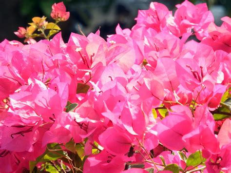 Pink Tropical Flowers Growing Free Stock Photo - Public Domain Pictures