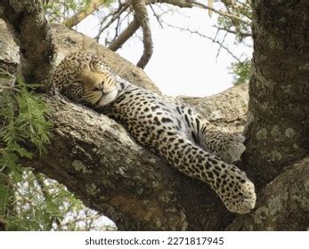 1,468 Leopard Sleeping Tree Images, Stock Photos & Vectors | Shutterstock