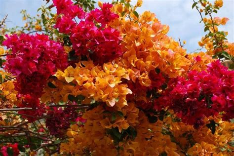 Beautiful bougainvillea. | Bougainvillea, Planting flowers, Santa rita