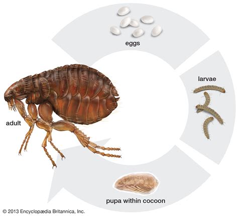 Flea - Parasite, Hosts, Pest | Britannica