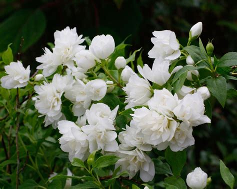 Mock orange varieties: 15 stunning types of philadelphus | Gardeningetc