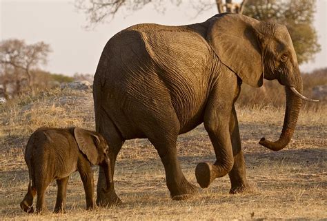 Elephant Cow And Calf Photograph by Bruce Colin