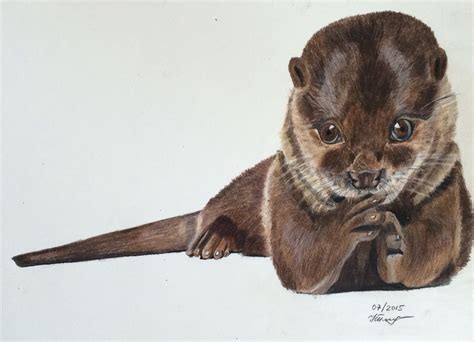 Colored pencils, otter drawing, otter, by Natalia Pleshkova, fine art ...