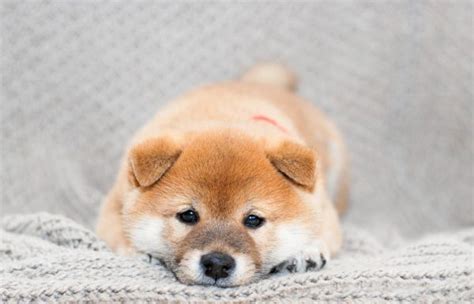 Essential tools for Shiba Inu owners |The Japantry