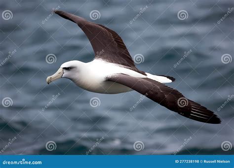 Laysan Albatross (North Pacific Ocean) (Generative AI) Stock Illustration - Illustration of wing ...