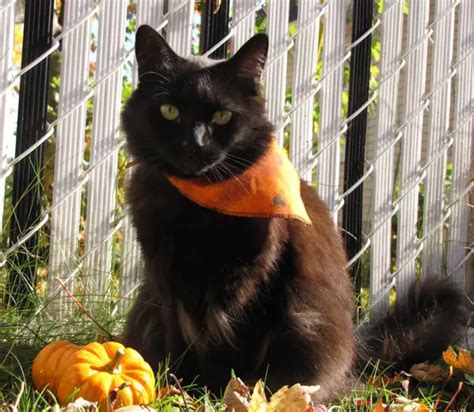 Halloween Special: Black Cats Photos - Photodoto