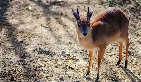 suni, antelope, deer, mammal, animal, small, nature, wildlife, safari ...