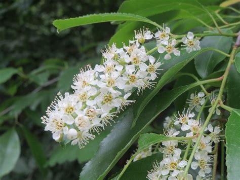 Prunus serotina (Black Cherry, Wild Cherry, Wild Rum Cherry) | North Carolina Extension Gardener ...