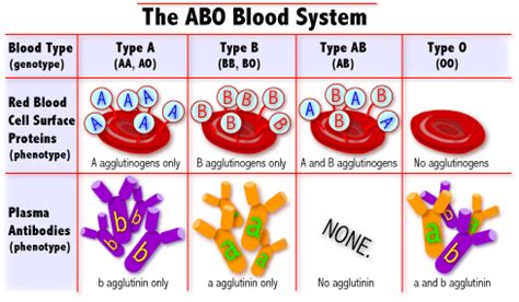 ABO Blood Group ~ Biology Exams 4 U