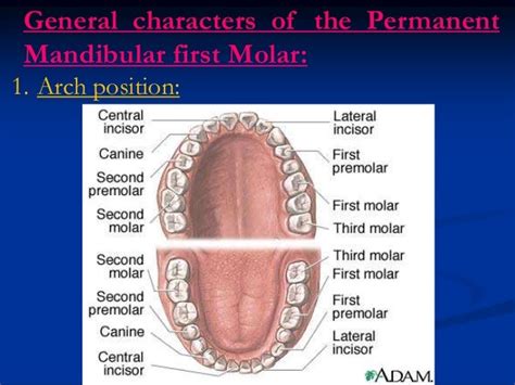 1st Molar Diagram