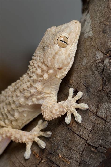 Crocodile Gecko | Gecko, Lizard species, Reptiles and amphibians