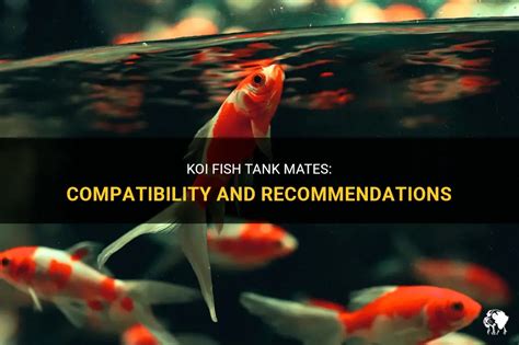 Koi Fish Tank Mates: Compatibility And Recommendations | PetShun