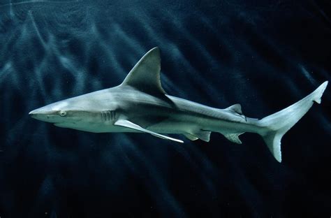 A Sand Bar Shark Carcharhinus Plumbeus Photograph by George Grall