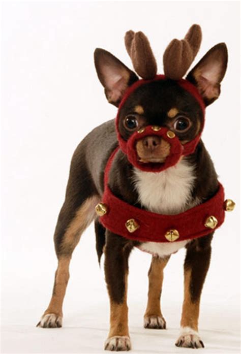 This is Manhattan dog Coco Chanel in her Reindeer Costume. Reindeer ...