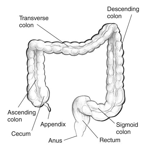 Large intestine with labels for the appendix, cecum, ascending colon ...