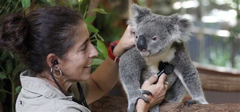 Lone Pine Koala Sanctuary | Discover Brisbane’s Koala Sanctuary ...