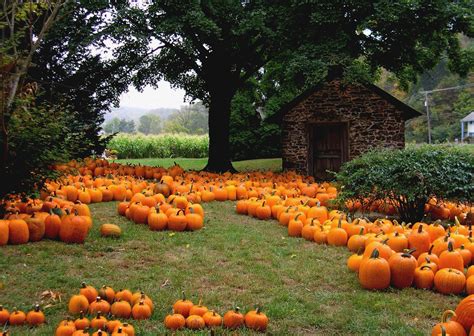 Autumn Pumpkins Desktop Wallpaper (50+ images)