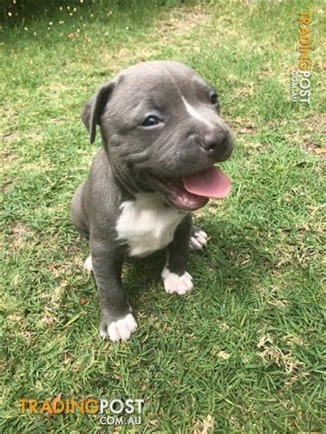 Blue-American-staffy-puppies