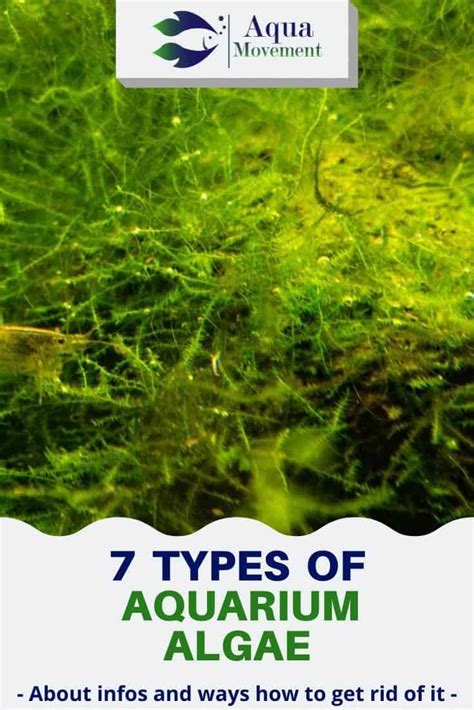 7 Aquarium Algae Types - Freshwater and Saltwater | Aqua Movement ...