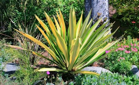 Furcraea foetida 'Mediopicta' (Mauritius Hemp)