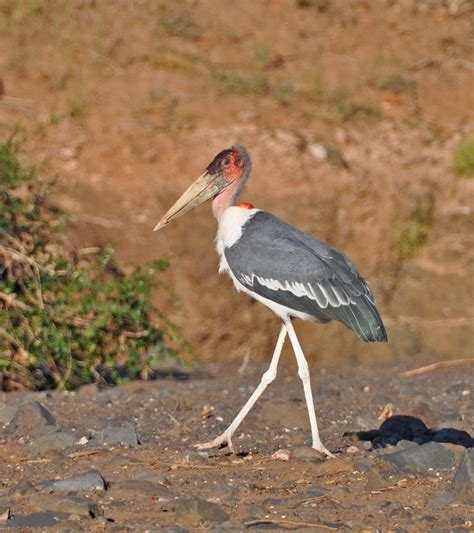 Pictures and information on Marabou Stork