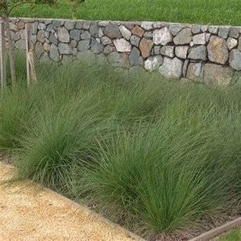 Poa labillardieri 'Tussock Grass' Seeds – D&H Seed Harvest Co