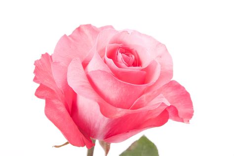 Pink Rose Picture Hd, Natural Pink Rose, #2793