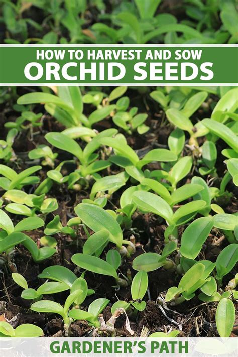 How to Propagate Orchids from Seed | Gardener’s Path