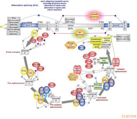 spliceosome pathwayRat Genome Database