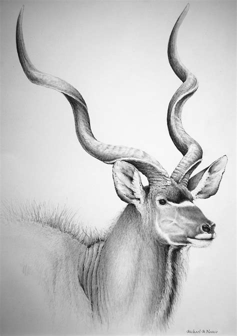 Kudu Bull Digital Art by Michael Blanco - Fine Art America